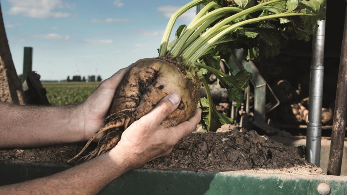 Rüben BASF Agricultural Solutions Austria