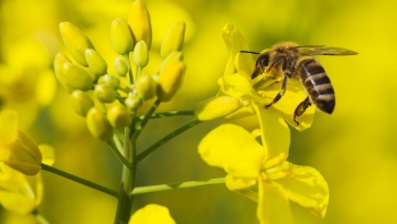 Bienenschutz