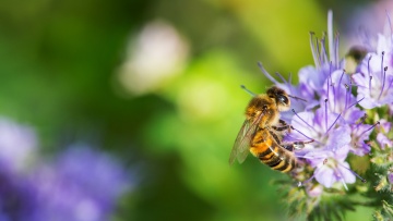Biodiversität