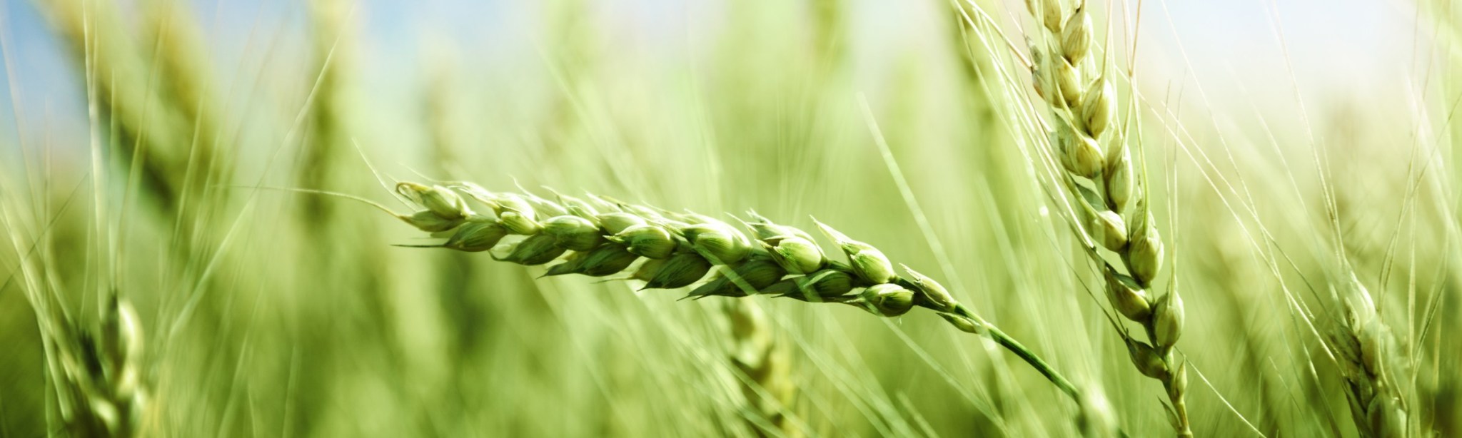 Getreide BASF Agricultural Solutions