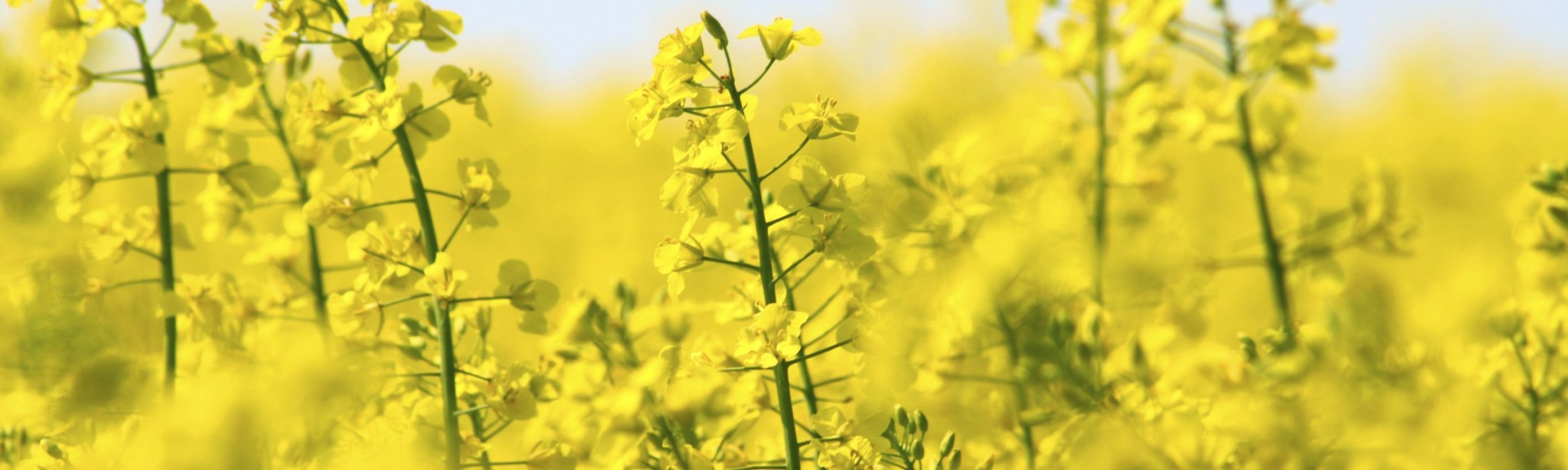 Raps BASF Agricultural Solutions