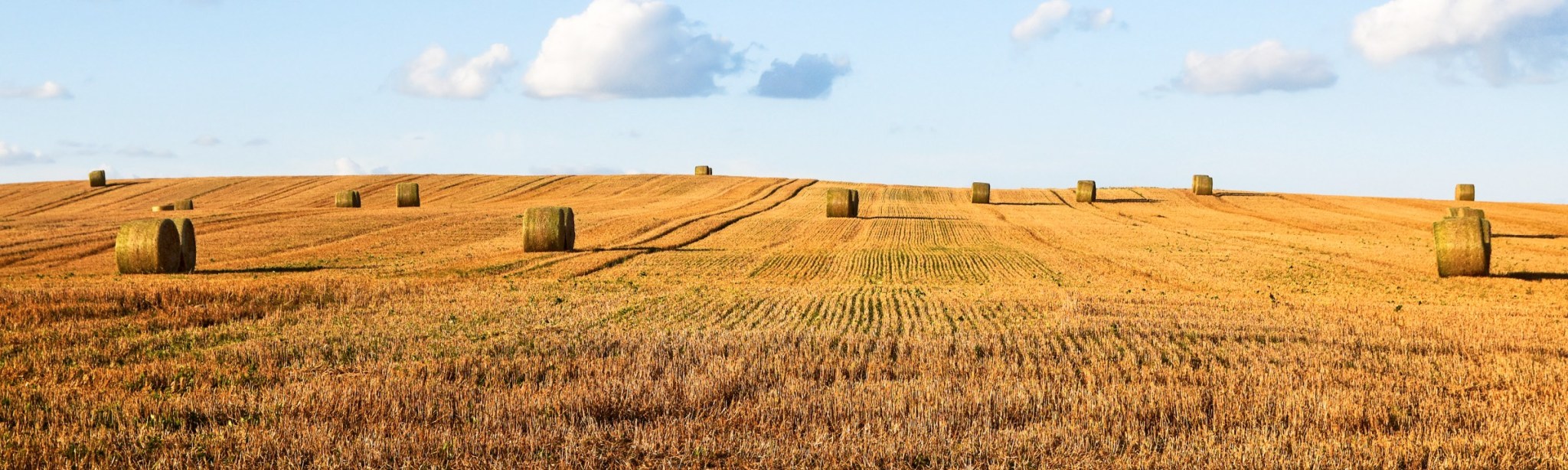Kulturen BASF Agricultural Solutions