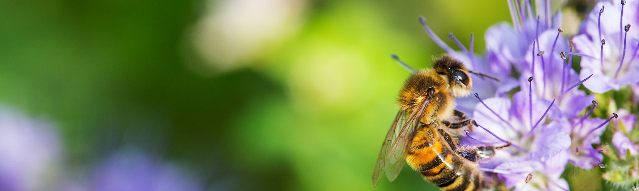 Nachhaltigkeit BASF Agricultural Solutions