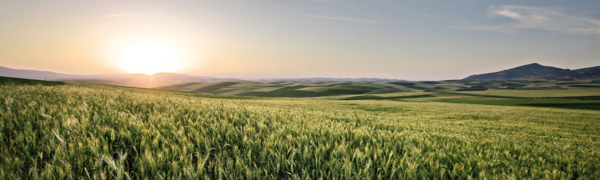 Wetter BASF Agricultural Solutions