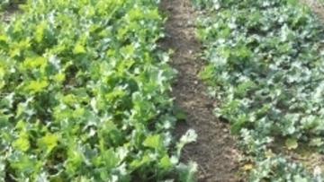 Unbhandelte Kontrolle vs. 0,7 l/ha Carax