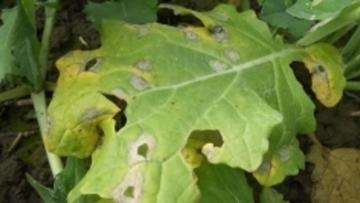 Rapsblatt mit typischen Phomaflecken im Herbst