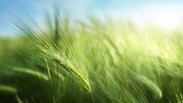 Boortmalt und BASF bündeln Kräfte zur Förderung klimafreundlicher Landwirtschaft