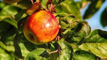 Apfel