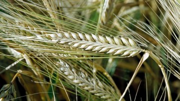 Wintertriticale