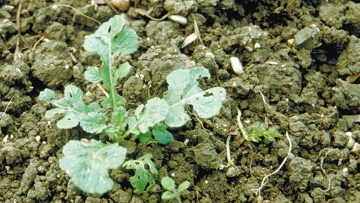 Rucola-Arten