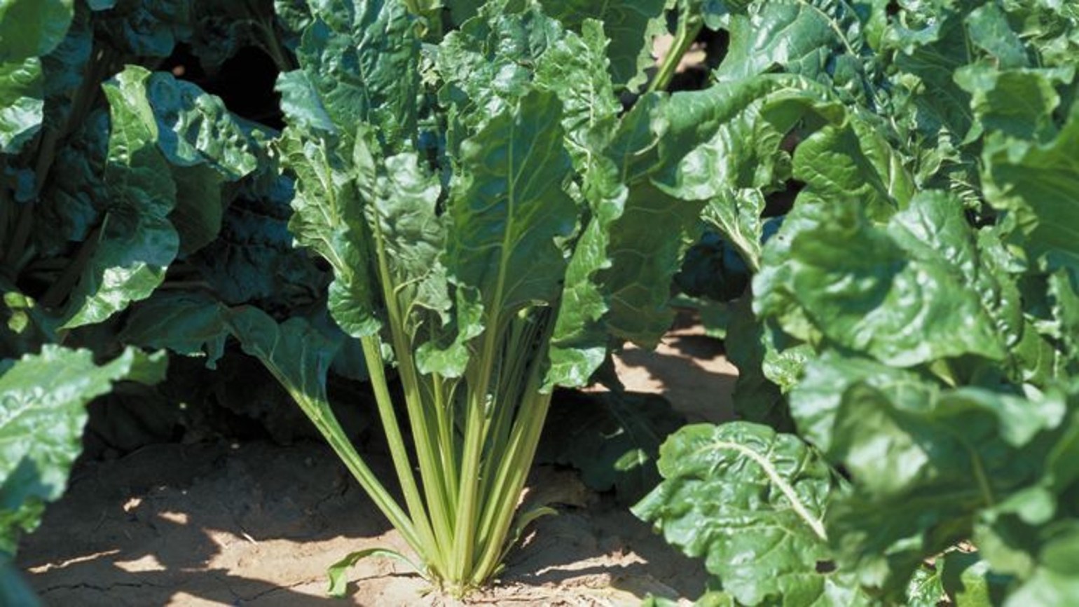 Weiße Rübe - BASF Agricultural Solutions Österreich