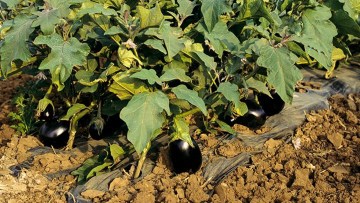 Aubergine