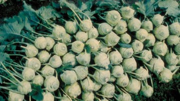 Kohlrabi