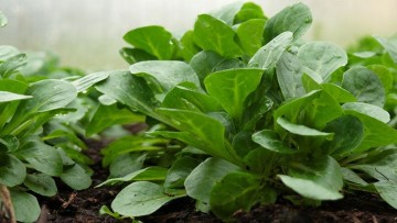 Vogerlsalat
