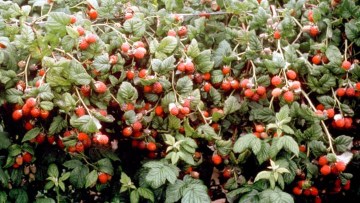 Himbeere