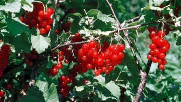 Rote Johannisbeere